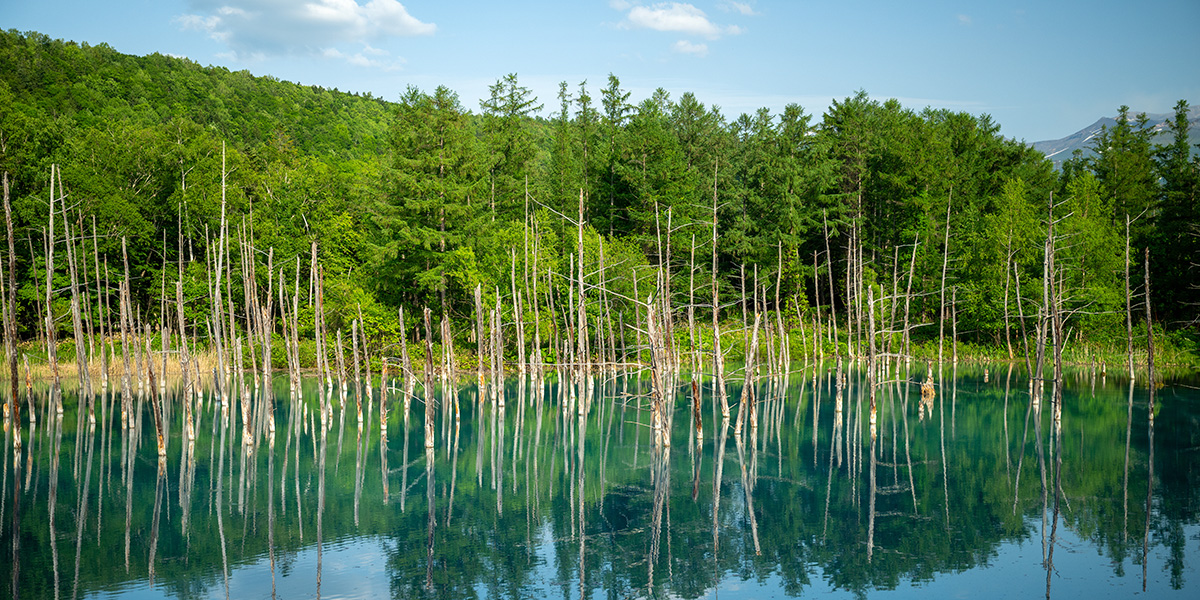 Shirogane Blue Pond