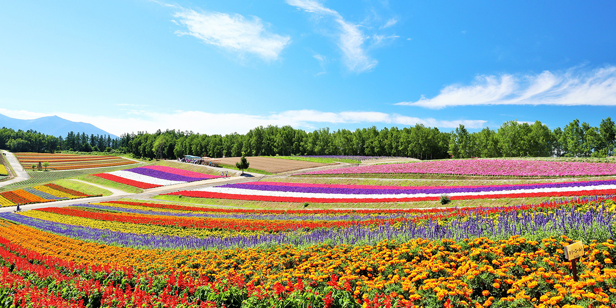 Shikisai-no-Oka Flower Park